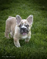 Maverick fluffy French bulldog , a male French Bulldog for sale in Pomona, CA – 3 of 4