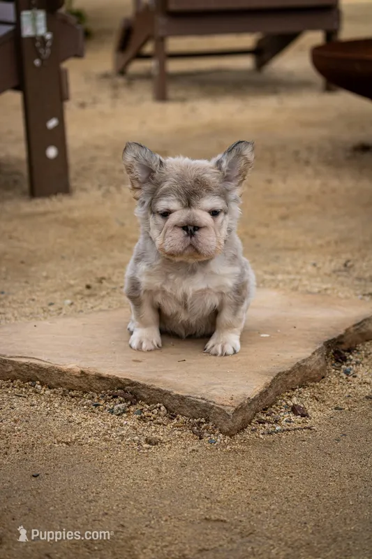 Maya fluffy French bulldog  – French Bulldog puppy for sale in Pomona, CA
