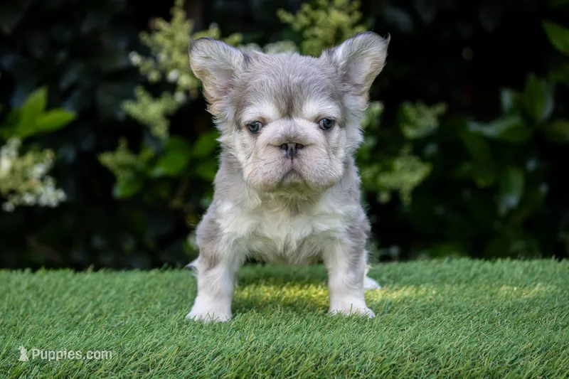 Maya fluffy French bulldog  – French Bulldog puppy for sale in Pomona, CA