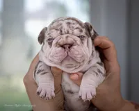 Dusty Rose , a female French Bulldog for sale in Pomona, CA – 2 of 4