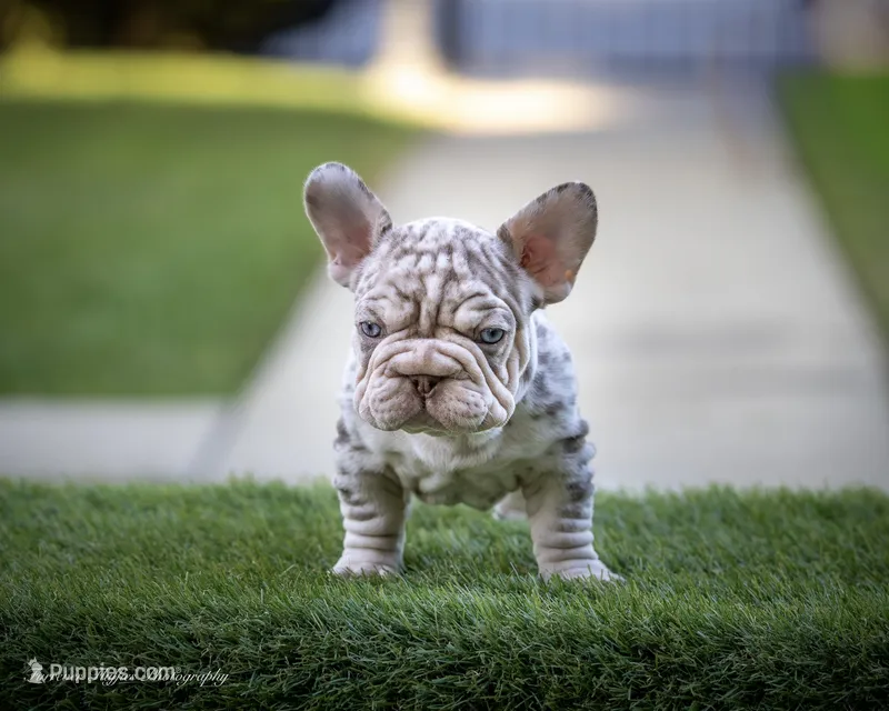 Dusty Rose  – French Bulldog puppy for sale in Pomona, CA