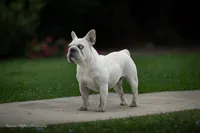 Mystique, a female French Bulldog for sale in Pomona, CA – 4 of 4