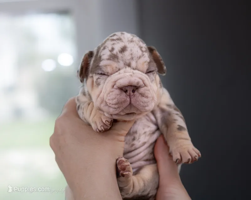 Copper Jack – French Bulldog puppy for sale in Pomona, CA