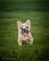 Maverick fluffy French bulldog , a male French Bulldog for sale in Pomona, CA – 4 of 4