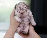Dusty Rose , a female French Bulldog for sale in Pomona, CA – 3 of 4
