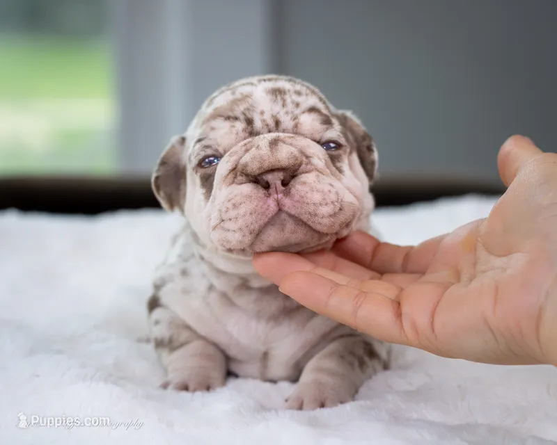 Dusty Rose  – French Bulldog puppy for sale in Pomona, CA