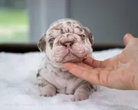Dusty Rose , a female French Bulldog for sale in Pomona, CA – 1 of 4
