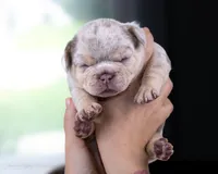 Whiskey Pete, a male French Bulldog for sale in Pomona, CA – 3 of 4