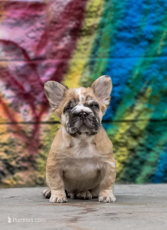 Maverick fluffy French bulldog  – French Bulldog puppy for sale in Pomona, CA
