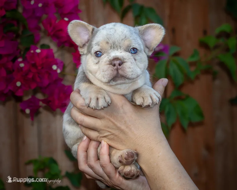 Whiskey Pete – French Bulldog puppy for sale in Pomona, CA