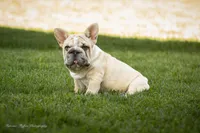 Mystique, a female French Bulldog for sale in Pomona, CA – 2 of 4