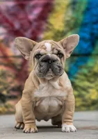 Mystique, a female French Bulldog for sale in Pomona, CA – 2 of 2