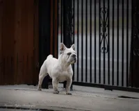 stormi, a female French Bulldog for sale in Pomona, CA – 2 of 2
