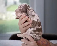 Copper Jack, a male French Bulldog for sale in Pomona, CA – 3 of 4
