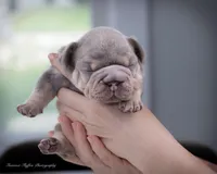 Billy Boots , a male French Bulldog for sale in Pomona, CA – 4 of 5