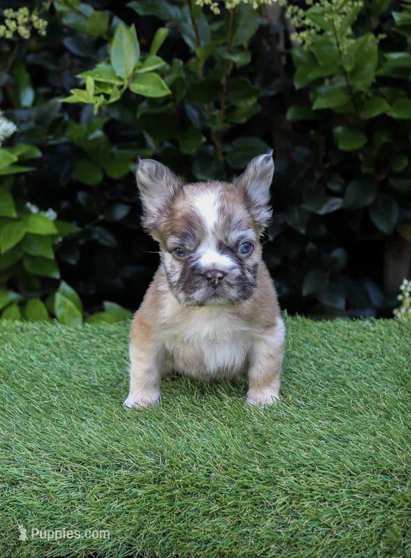 Maverick fluffy French bulldog  – French Bulldog puppy for sale in Pomona, CA