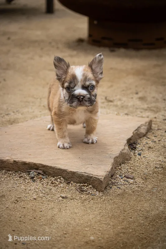 Maverick fluffy French bulldog  – French Bulldog puppy for sale in Pomona, CA