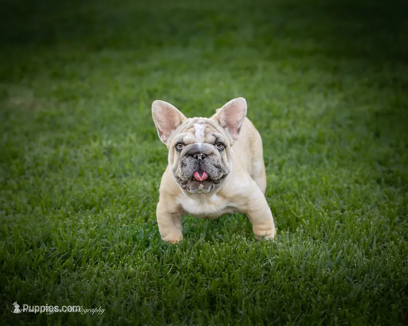 Mystique – French Bulldog puppy for sale in Pomona, CA