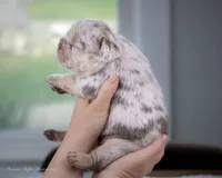 Whiskey Pete, a male French Bulldog for sale in Pomona, CA – 2 of 4