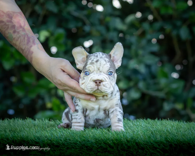 Copper Jack – French Bulldog puppy for sale in Pomona, CA