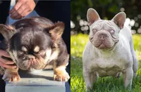 Dusty Rose , a female French Bulldog for sale in Pomona, CA – 4 of 4