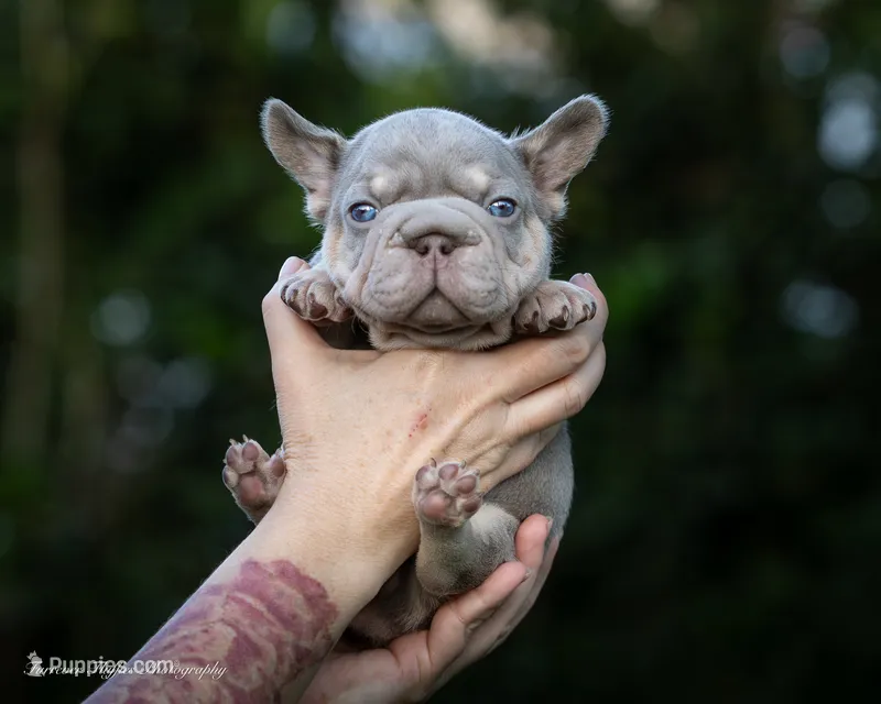 Billy Boots  – French Bulldog puppy for sale in Pomona, CA