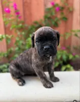 Valkyrie, a female Cane Corso for sale in Pomona, CA – Photo 1 of 3