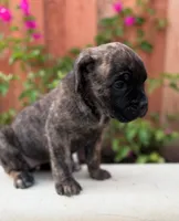 Valkyrie, a female Cane Corso for sale in Pomona, CA – Photo 2 of 3