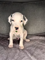 None , a male Dalmatian for sale in Moreno Valley, CA – 8 of 9