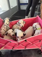 None , a male Dalmatian for sale in Moreno Valley, CA – 2 of 9