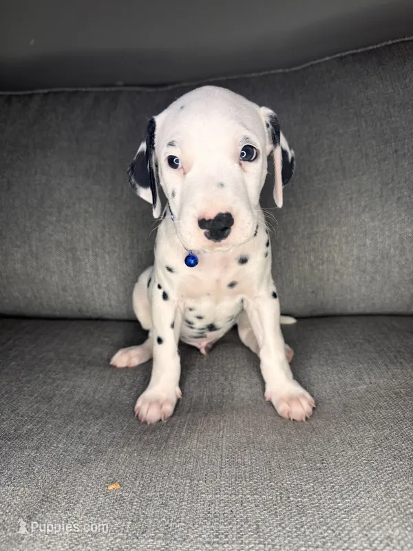 None  – Dalmatian puppy for sale in Moreno Valley, CA