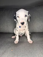 None , a male Dalmatian for sale in Moreno Valley, CA – 1 of 9