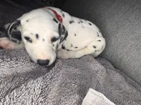 None , a male Dalmatian for sale in Moreno Valley, CA – 7 of 9