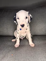 None , a male Dalmatian for sale in Moreno Valley, CA – 4 of 9