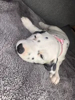 None , a male Dalmatian for sale in Moreno Valley, CA – 6 of 9