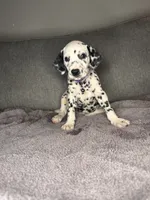 None , a male Dalmatian for sale in Moreno Valley, CA – 3 of 9