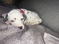 None , a male Dalmatian for sale in Moreno Valley, CA – 5 of 9