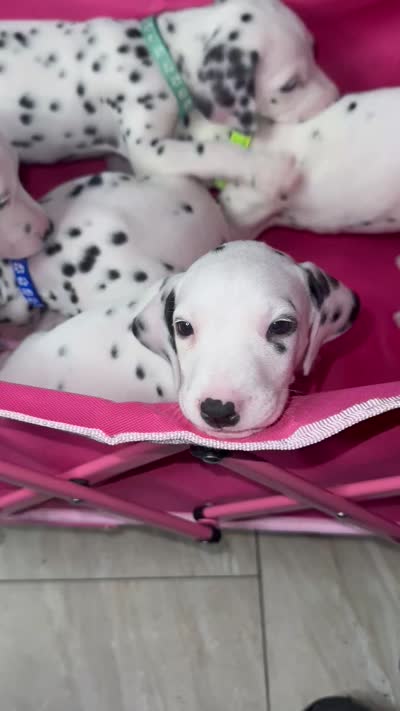 None , a male Dalmatian for sale in Moreno Valley, CA – 9 of 9