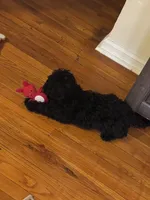 Jellybean , a female Yorkipoo for sale in New Brunswick, NJ – 2 of 2