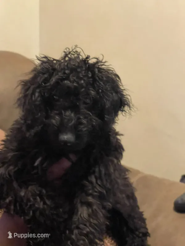 Jellybean  – Yorkipoo puppy for sale in New Brunswick, NJ