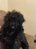 Jellybean , a female Yorkipoo for sale in New Brunswick, NJ – 1 of 2
