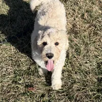 Spike, a male Aussiedoodle for sale in Mount Ulla, NC – Photo 6 of 6
