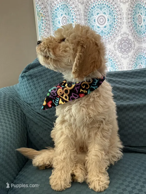 Spike – Aussiedoodle puppy for sale in Mount Ulla, NC