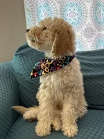 Spike, a male Aussiedoodle for sale in Mount Ulla, NC – Photo 1 of 6