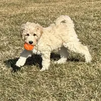 Spike, a male Aussiedoodle for sale in Mount Ulla, NC – Photo 5 of 6