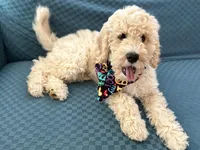 Spike, a male Aussiedoodle for sale in Mount Ulla, NC – Photo 3 of 6