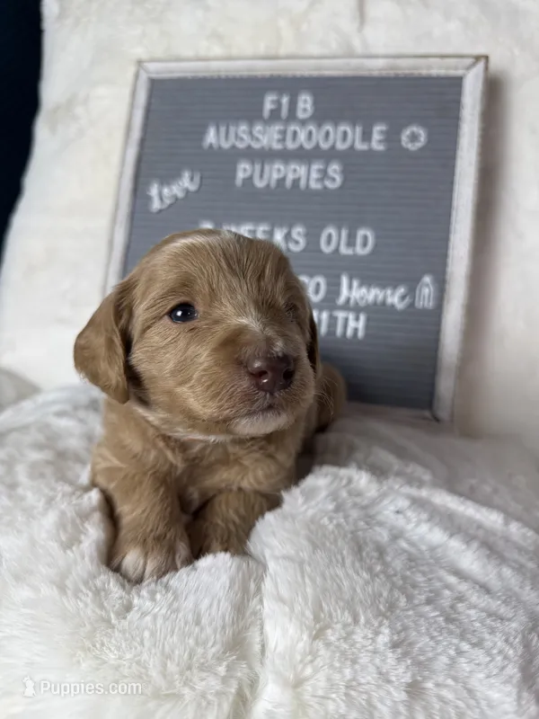 Orange collar female