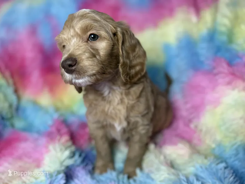 Orange collar female