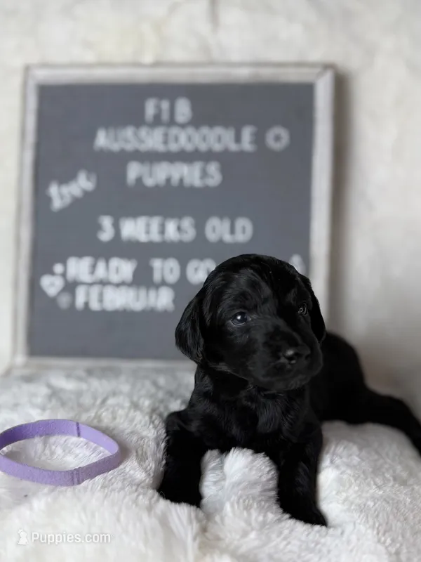 Purple collar female