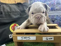 Dolly, a female English Bulldog for sale in Tulsa, OK – 3 of 4